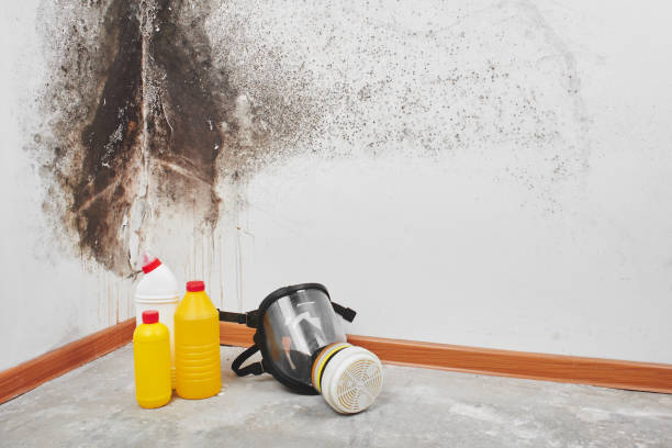 Best Kitchen Mold Remediation in East Syracuse, NY