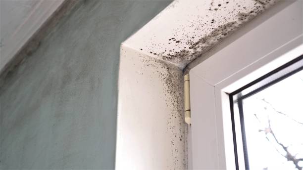 Professional Mold Remediation in East Syracuse, NY