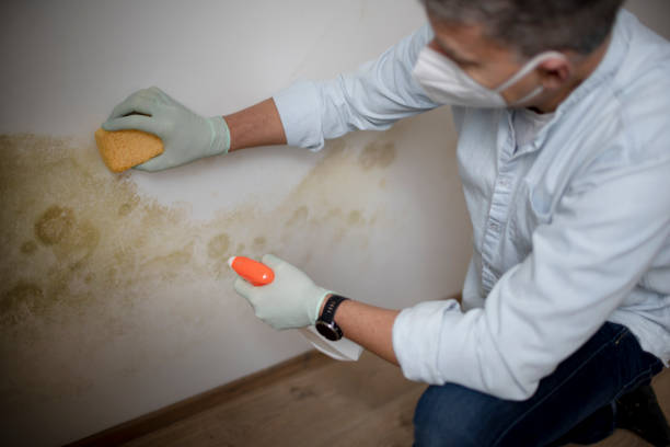 Best Black Mold Remediation in East Syracuse, NY