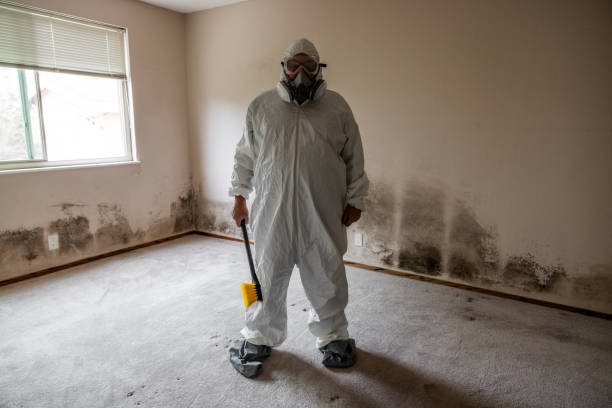 Best Attic Mold Remediation in East Syracuse, NY