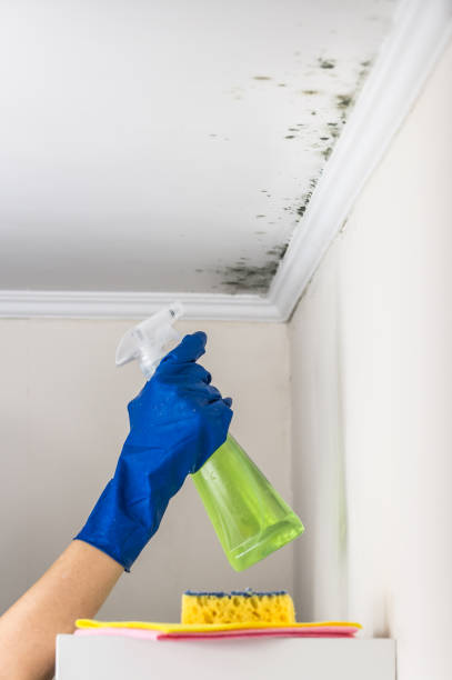 Best Residential Mold Remediation in East Syracuse, NY
